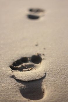 "Foot Prints"