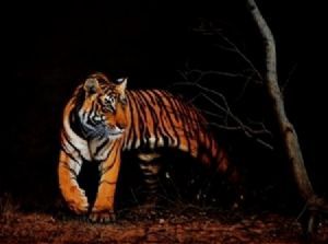 "Ranthambore Tiger"