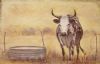 "Nguni Cow"