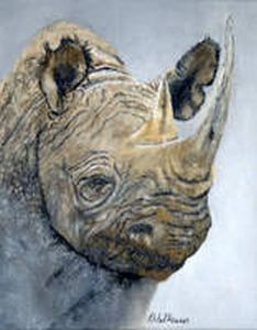 "Rhino study #8"