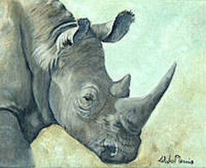"Rhino Study #1"