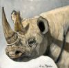"Rhino study #9"