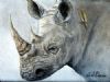 "Rhino study #7"
