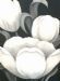 Tulips 2