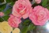 "Watercolor Roses"