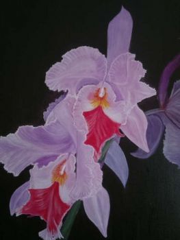 "Orchid"