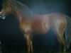 "Horse Full Body"