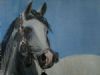 "horse arab"