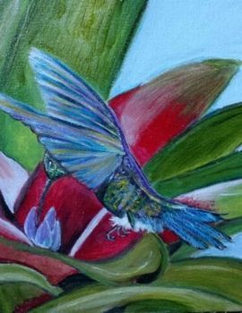 "hummingbird"