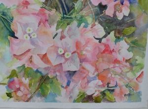 "Bouganvillea"