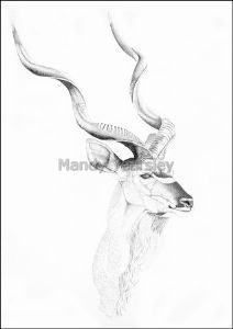 "Kudu"