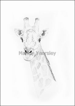 "Giraffe"