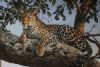 "Leopard in tree"