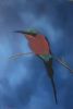 "Carmine Bee Eater"