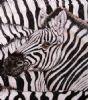 "Swimming in a Sea of Zebra"