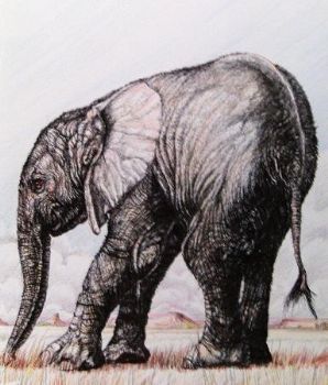 "Baby Elephant"