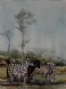 "Zebras in the Rain"