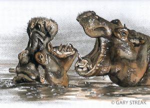 "Dueling Hippos"