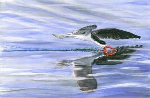 "African Skimmer"