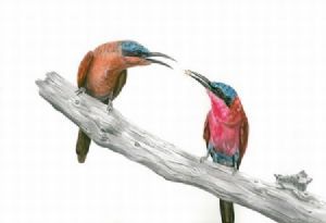 "Carmine Bee-Eaters"