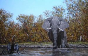 "Elephant & African Darter, near Moremi, Botswana"