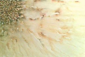 "Blossom Wash"
