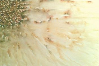 "Blossom Wash"