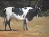 "Nguni 29"