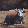 "Nguni 26"