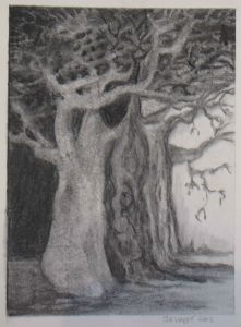 "Baobab 1"