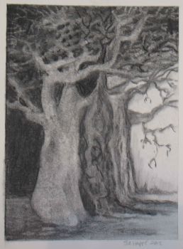"Baobab 1"