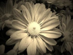 "Daisy 1 Sepia Glow"