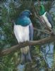 "New Zealand Wood Pigeons"