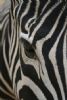 "Stripes"
