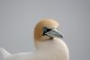 "Cape Gannet"
