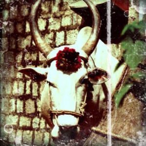 "Cow"