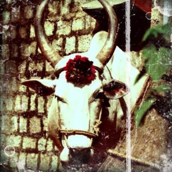 "Cow"