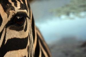 "Zebra Eye"