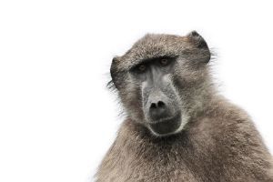 "Baboon Portrait"