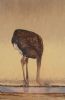 "Ostrich at Waterhole"