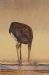 Ostrich at Waterhole