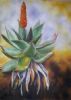 "Cape Aloe"