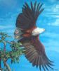 "Fish Eagle Takes Flight"