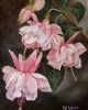 "Fuchsia"