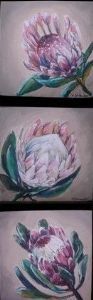 "Proteas"