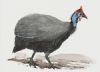 "Helmeted Guineafowl"