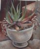 "Potted Aloe"