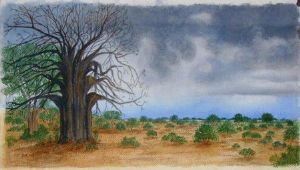"Baobab Awaiting Rain"