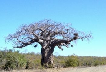 "Baobab - Midwinter"