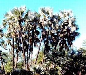 "Mature Lala Palms - Shingwedzi"